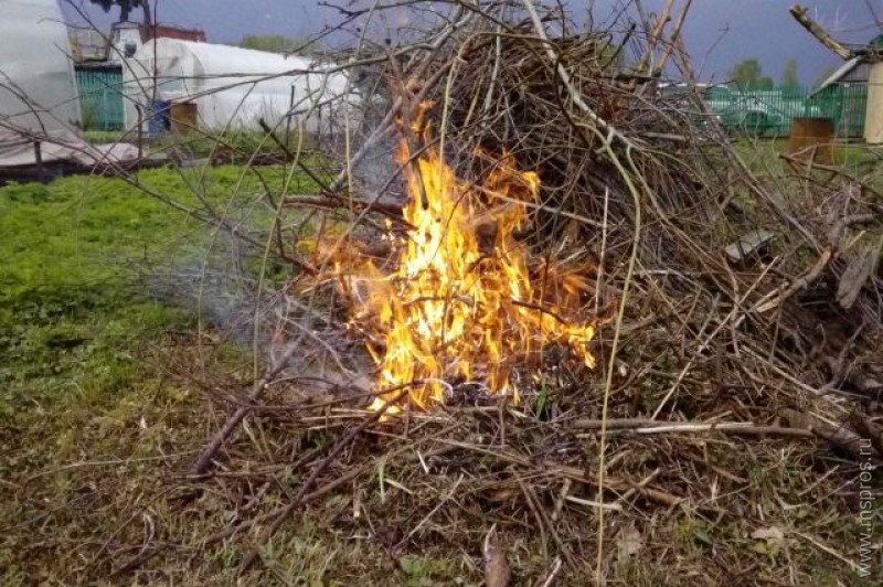 Можно ли сжечь растения